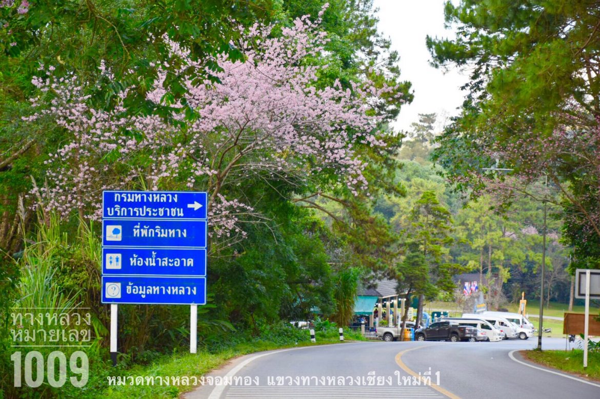 S__68935684 ทางหลวงชวนนักท่องเที่ยว ชมซากุระเมืองไทย  ดอยอินทนนท์  พร้อมจัดทำป้ายแนะนำเส้นทางชัดเจน