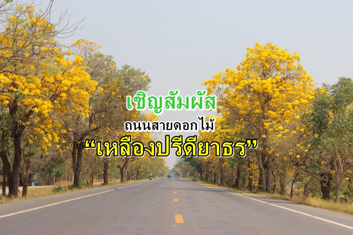 เชิญสัมผัสถนนสายดอกไม้ “เหลืองปรีดียาธร” จ.สุพรรณบุรี